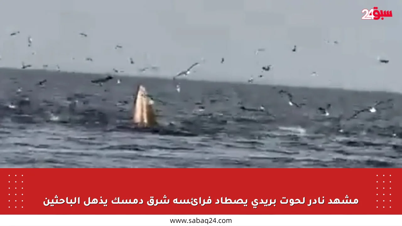 مشهد نادر لحوت بريدي يصطاد فرائسه شرق دمسك يذهل الباحثين